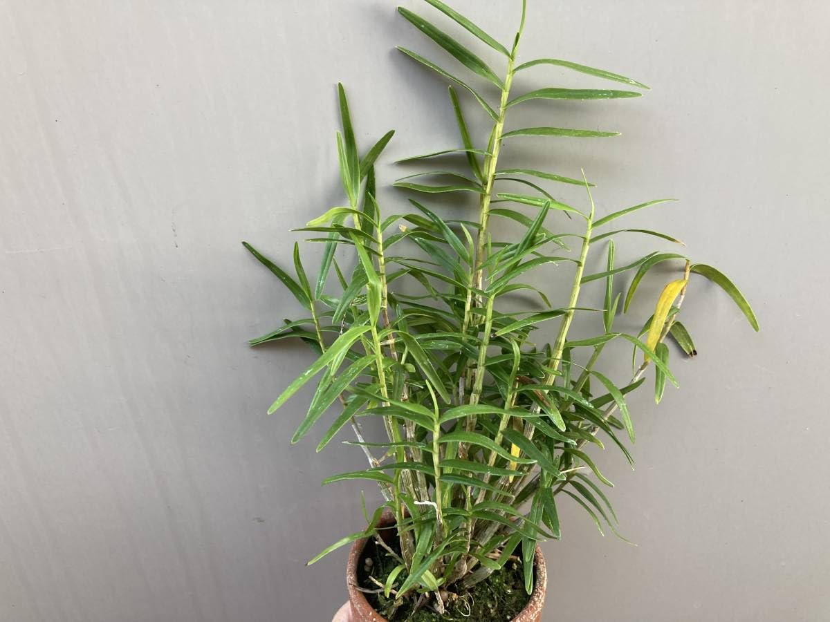 Amazon.co.jp: 竹葉姫セッコク11山野草セッコクランデンドロ